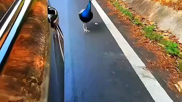 车上面有它的影子。它以为是别的鸟