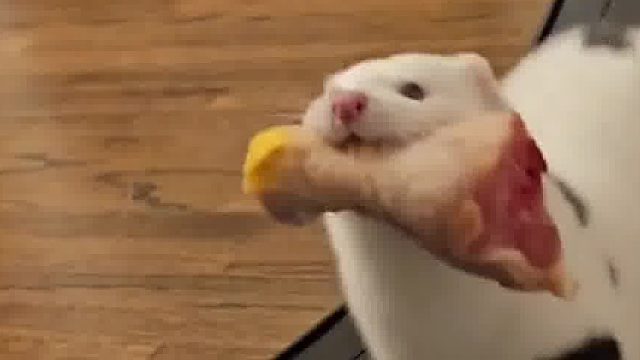 肥嘟嘟的雪貂，每天都在努力的减肥  但这方法，似乎有点不太合理