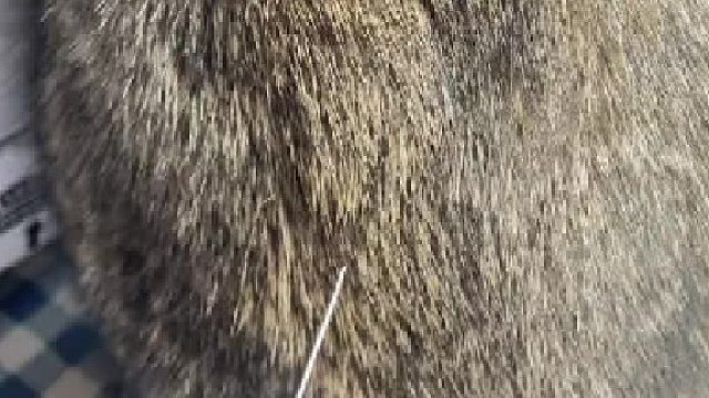 猫猫的胡子掉了之后还可以这么用