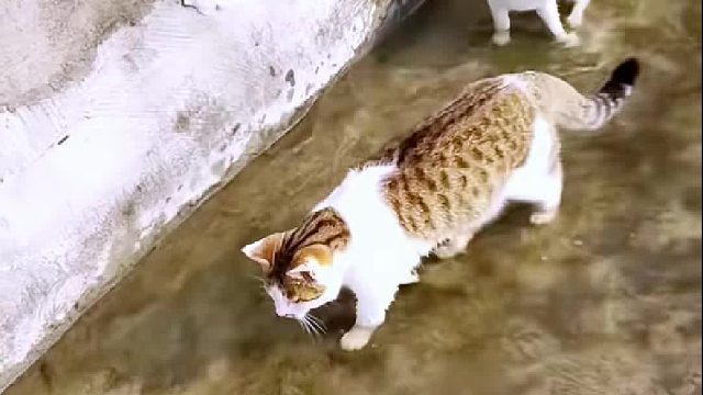 两只猫咪正在抓鱼，白猫闭气抓到鱼后走了，狸花猫在原地看得呆住了