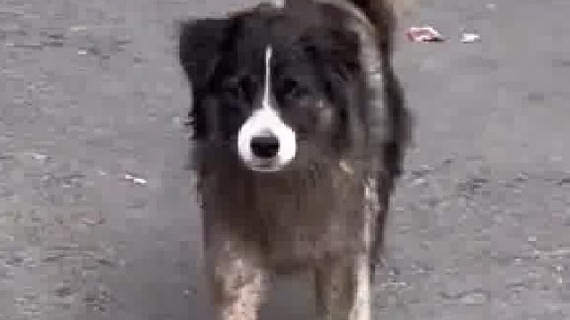 女子路边嘲笑一只满身泥的脏狗，定眼一看原来是一家的狗子