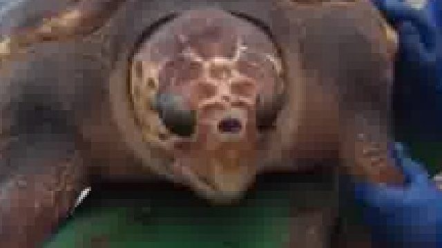 大哥打鱼打到海龟，海龟被迫上船，还无缘无故挨了巴掌