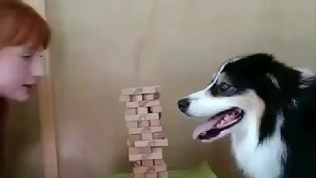 边牧智商真不愧是No.1，中间慢慢抽出来的时候我还以为静止了。