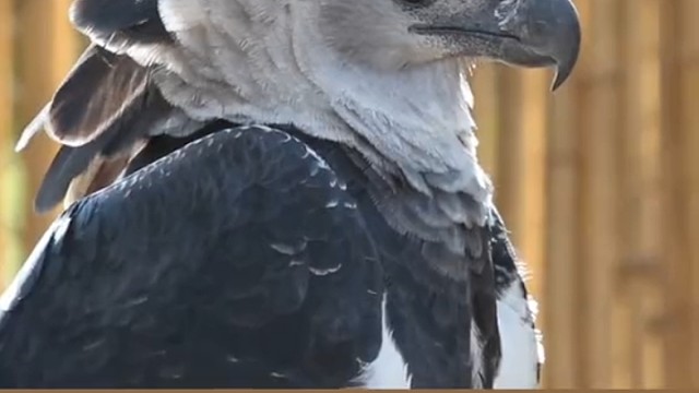 美洲角雕爱吃树上哺乳动物，如猴子、浣熊、树懒等。