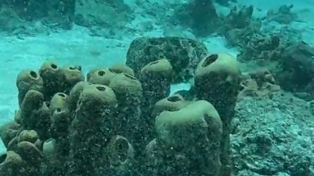 你能发现乌贼隐藏在哪里吗？