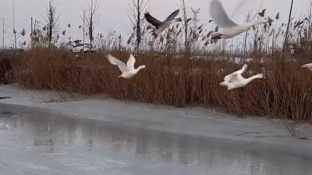 哈哈哈急死它了