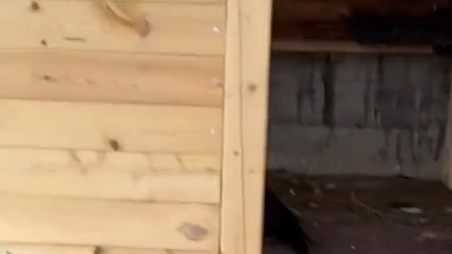 乌鸦这么厉害吗