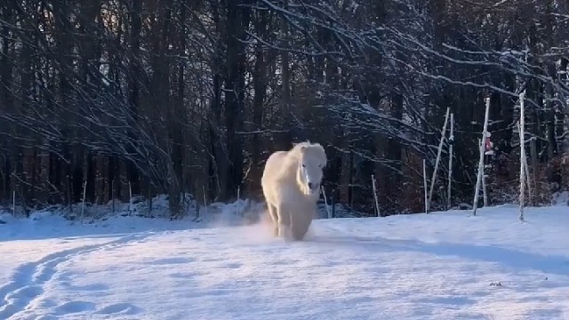 这给它烫个发，不帅呆了