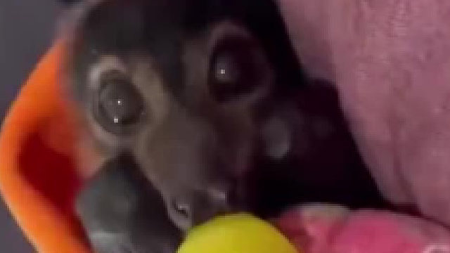 老外是什么都能当宠物养……