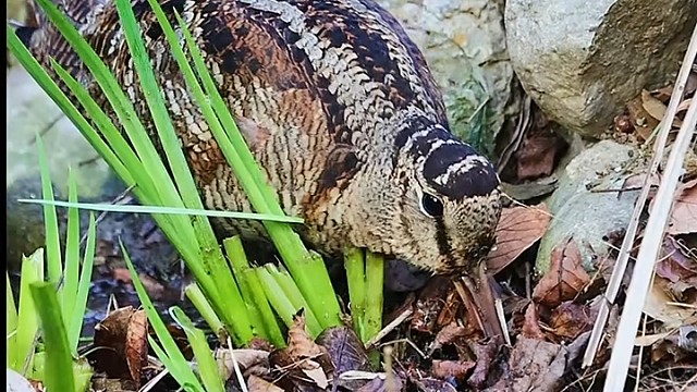 这个玩意看着好可爱啊