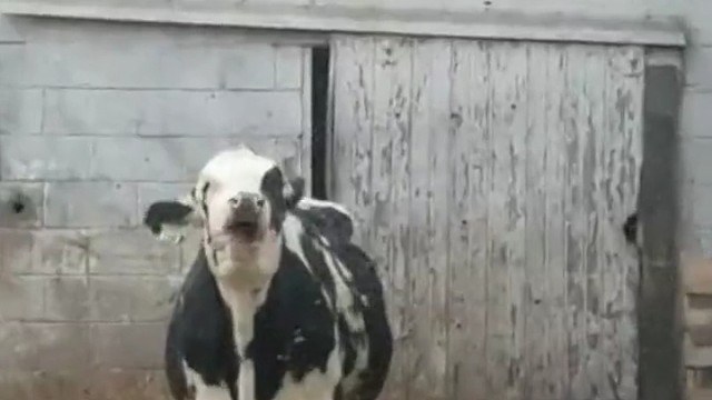 牛的舌头很长很灵活，有时候会伸出嘴巴甩动