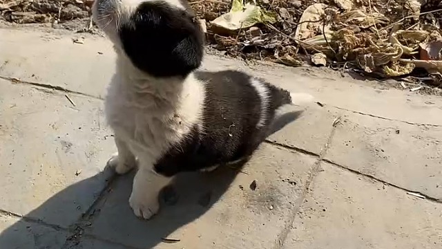 哈哈不会走路了，估计是不太适应