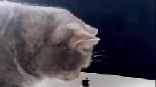 被猫打扰而无法工作的人，在桌子上准备合适大小的收纳盒就可以解决了..._