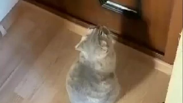 猫_ 我瞌睡了，快让我进去！！！