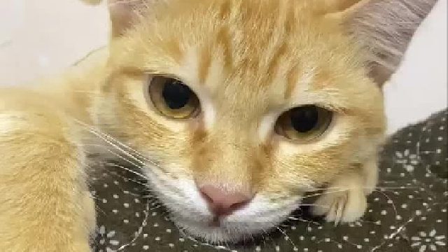 猫咪被欺负，这一脸的哀伤！