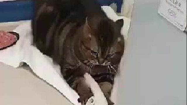 毛巾惹你生气了...