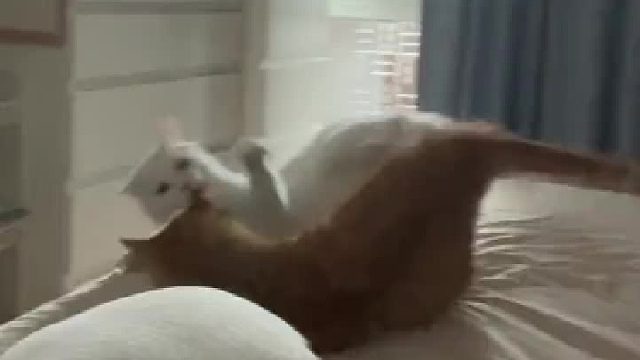 没有一顿猫粮解决不了的