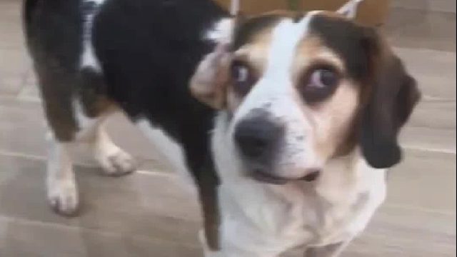 高女士称：狗狗是网购的，当时发来就这样，看着挺可怜的就收留了，从小就这样。