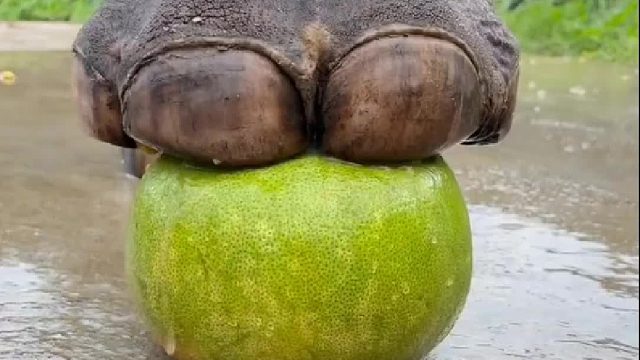 给大家安利最近看的大象踩水果系列，特别解压。 巨型充满力量但超级有萌感的大jio