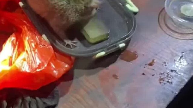 矿工给工友介绍“老鼠朋友”：在矿里老鼠代表着安全。