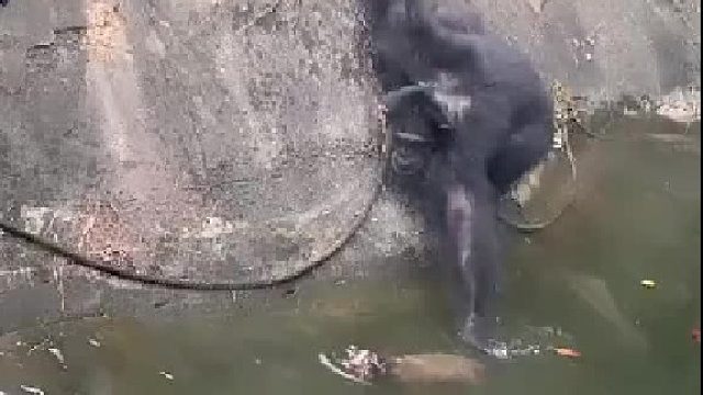 妈耶~ 好大的痔疮！愤怒的猩猩扔的是个啥？