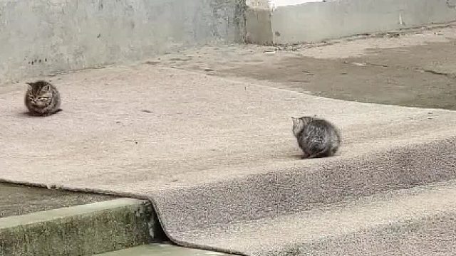 当i猫遇上e猫，以为是双向奔赴，谁知道看都没看一眼