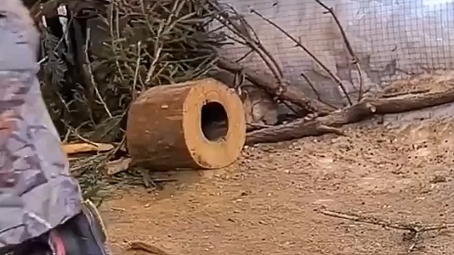 这就叫兔子急了还咬人吧