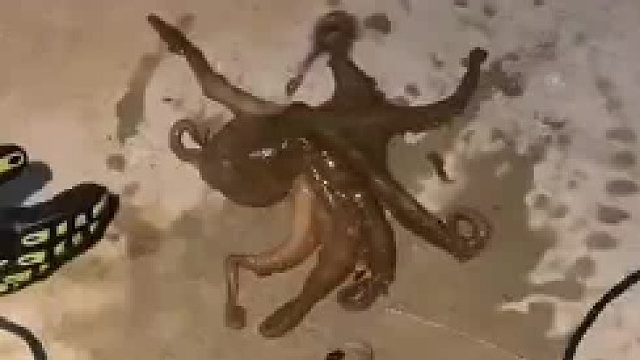 章鱼：你是真不干人事儿啊