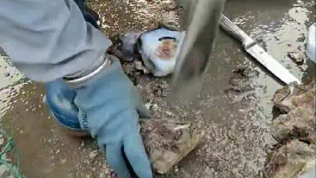 这个生蚝得长多久才有这么大个，而且这也太好吃了。