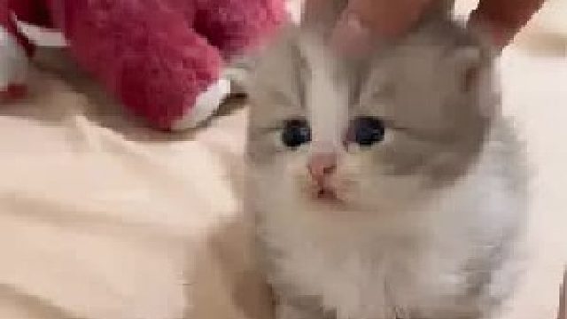 它的灵魂好像被我拽出来了