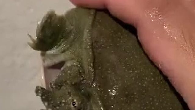 还有一个问题，_四个脚是怎么控制的？