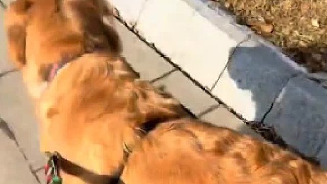狗狗拿快递直接来个过肩摔