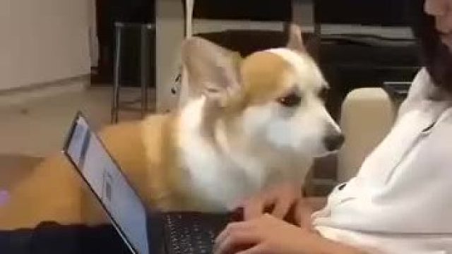 捡屎官在家工作什么的简直太难了