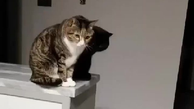 猫：我的影子好像有自己的想法⋯⋯