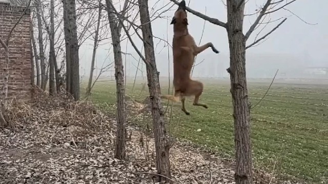 这只狗非要掰断树枝吧