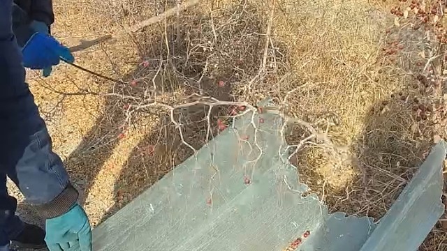 这酸枣真是长到时候了，酸枣仁质量肯定杠杠的