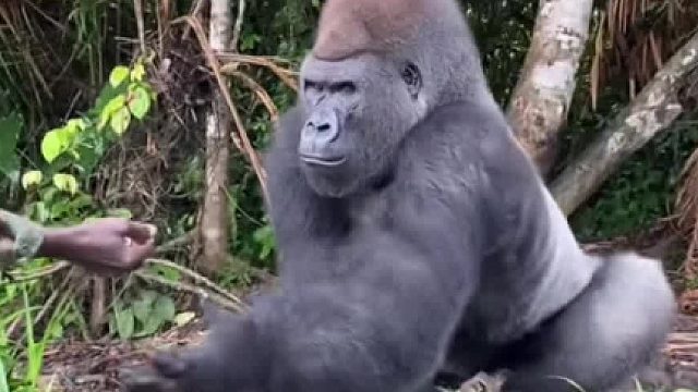 似乎有很多的案例表明猩猩能够理解人类的很多肢体动作