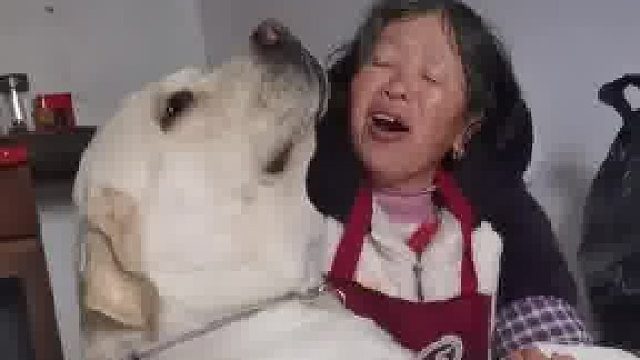 大狗每天找婆婆撒娇要抱抱，婆婆也非常宠大狗，“130多斤谁能抱动你呀”。