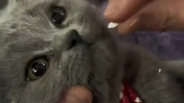 猫咪吃药的正确方法