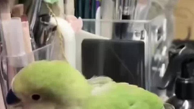 鹦鹉站在女生手上玩，背后的猫咪一直盯着 网友：心思全写在脸上了