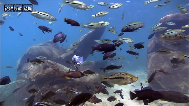 夜幕降临暗流涌动，鱼儿晚上如何自保