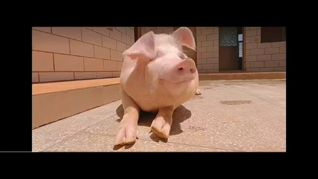 赵凌霄眼里的雪姨第一视角，看给雪姨笑的