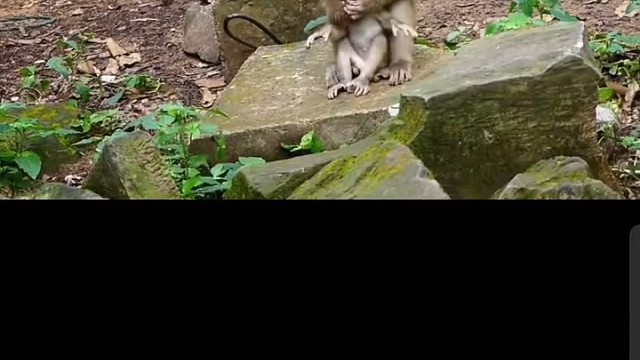 小猴被各种教育，解压解气系列看主页介绍