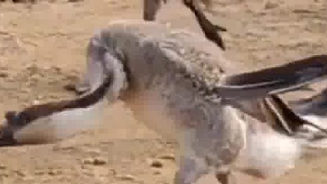 开眼界了 最后一个更邪乎