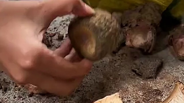 菩提子 印度产 gt籽