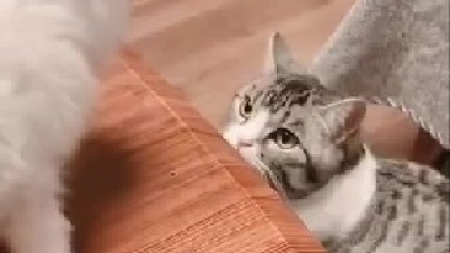 别人家的喵，真是一只善良的小可爱