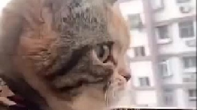 喵：激动的心，颤抖的嘴。