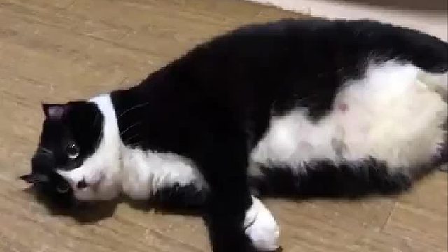 胖并不是没有原因的