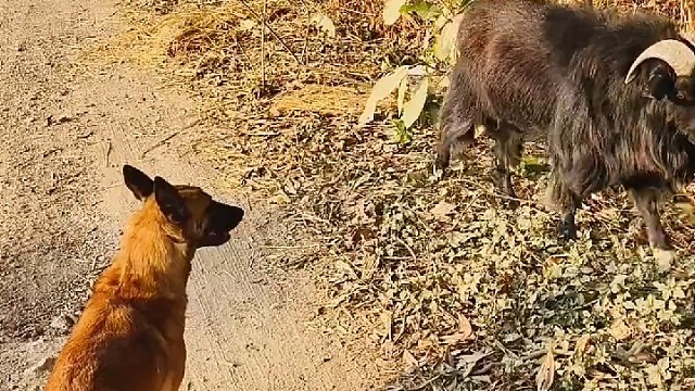 羊：你不按规则出牌啊