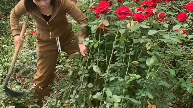 割玫瑰花就像割草一样不扎手吗？